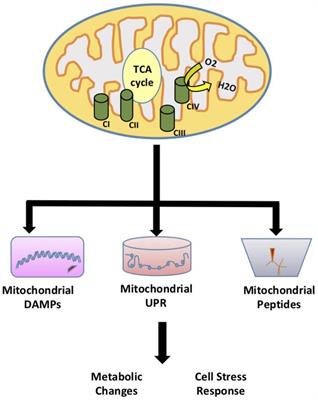 Role of Signaling Molecules in Mitochondrial Stress Response